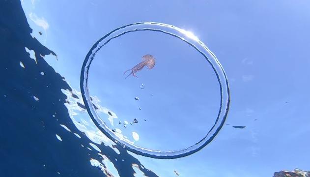 L'incredibile spettacolo della medusa