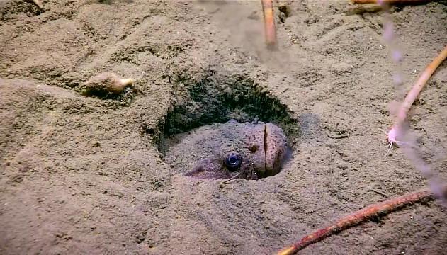 L'impressionante agguato del mostro dei fondali