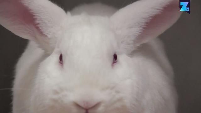 La sperimentazione animale potrebbe diventare obsoleta