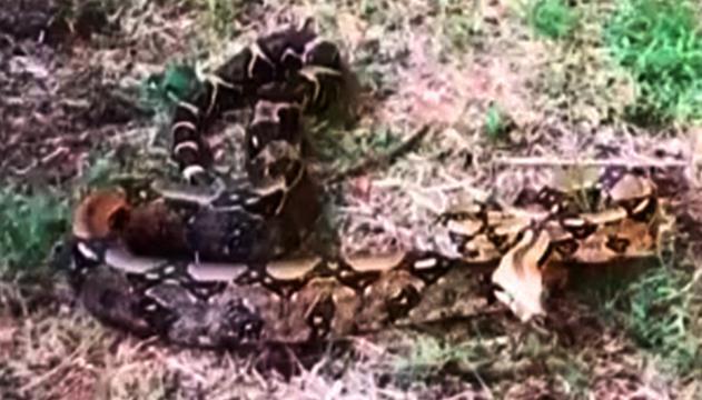 Catturato il boa constrictor del Parco Scott a Roma