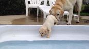 Mamma labrador insegna al cucciolo a nuotare, che teneri!