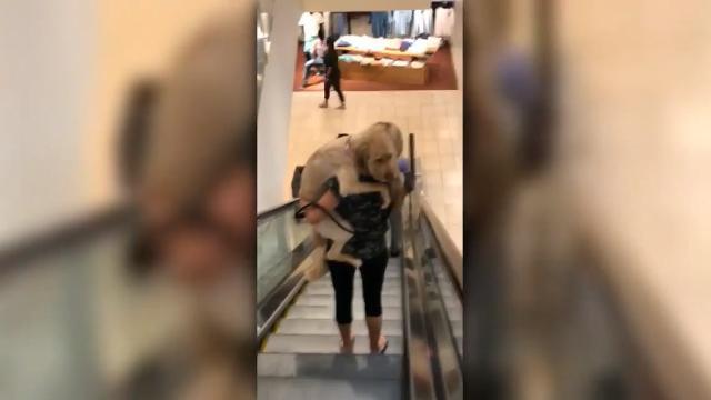 Il cane ha paura delle scale mobili e si fa prendere in braccio