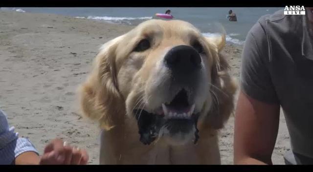 Vacanze anche per amici a 4 zampe, non abbandonateli - LO SPOT