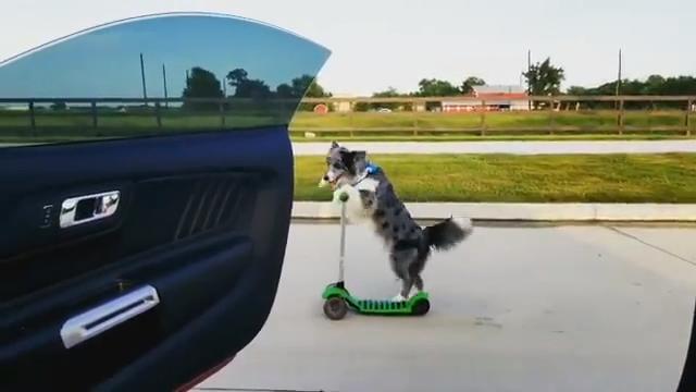 Il vincitore del challenge dell'estate è questo cane