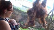 Mamma orango vuole fare le coccole al cucciolo di umano. Tenerezza!