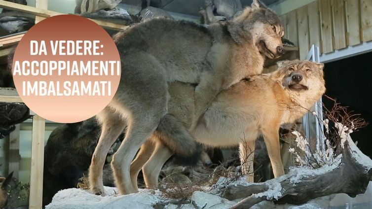 La mostra di tassidermia che non pensavi avresti mai visto