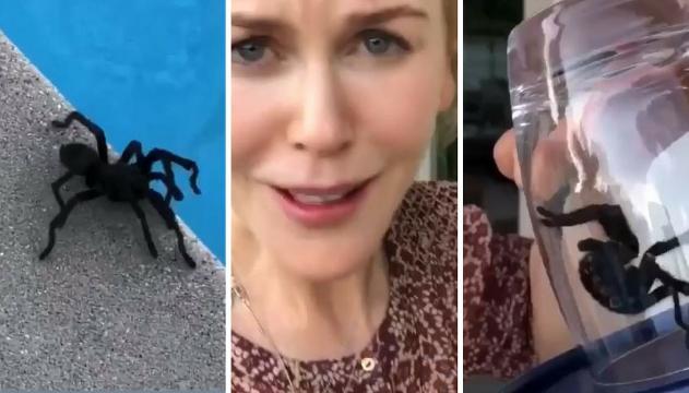 La Kidman cattura un tarantola. E poi si fa un selfie