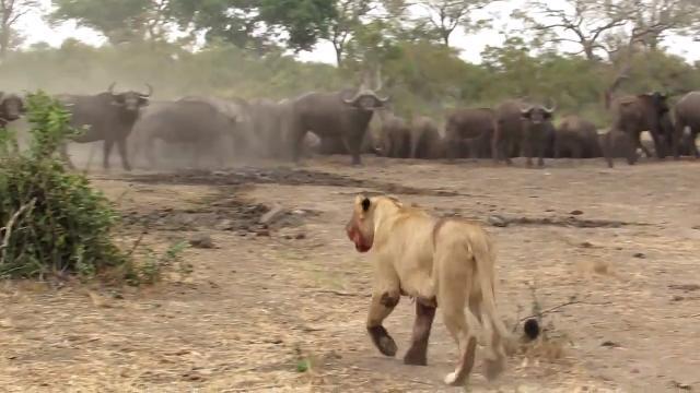 Il leone minaccia la mandria, il capobranco lo mette in fuga