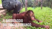 Cucciolo di orango in pericolo: il salvataggio