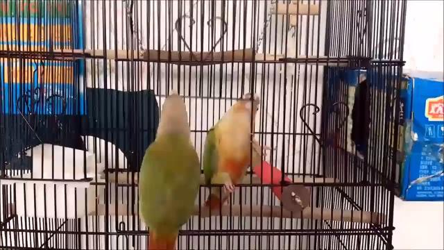 Che lavoro di squadra! La fuga dei pappagalli dalla gabbia è virale