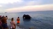 Troppo caldo, l'elefante lascia il circo e si tuffa in mare