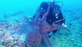 L'impressionante attacco del polpo al sub