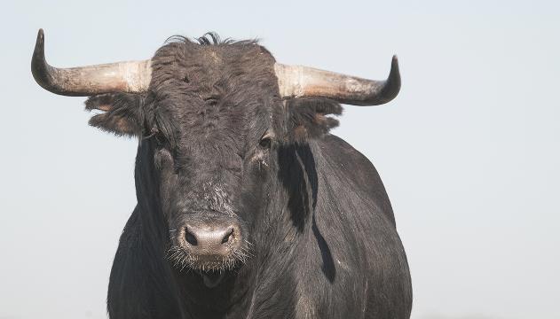 Toro irrompe e terrorizza centro commerciale: le immagini
