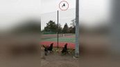 Lo scoiattolo acrobata beffa i cani: il video è virale