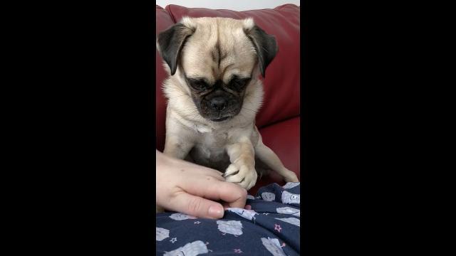 Il cagnolino non è mai sazio di coccole