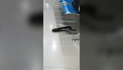 Panico in aeroporto: spunta un serpente