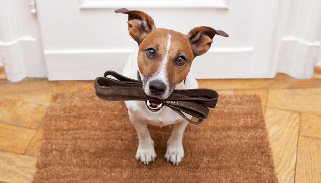 È vero che i cani hanno capacità telepatiche?