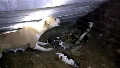 La mamma difende i cuccioli dal cobra