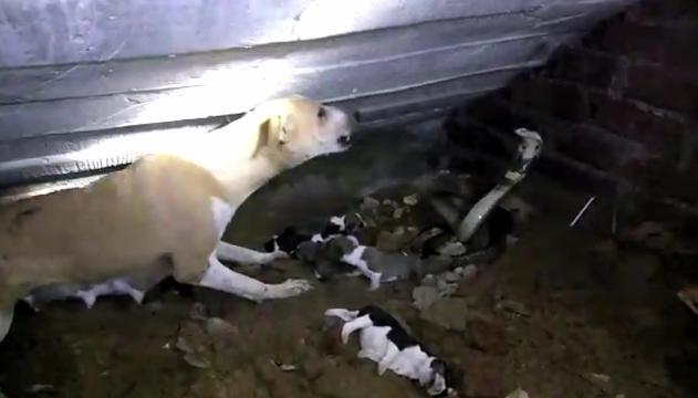 La mamma difende i cuccioli dal cobra