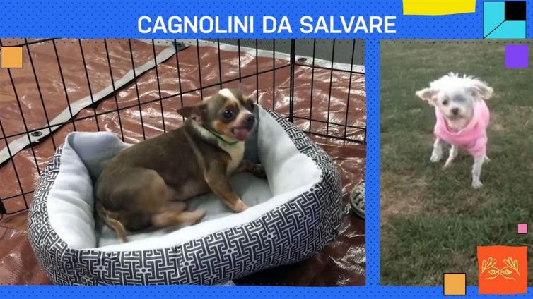 Per i cagnolini del canile ci sono un sacco di 'prime volte'!