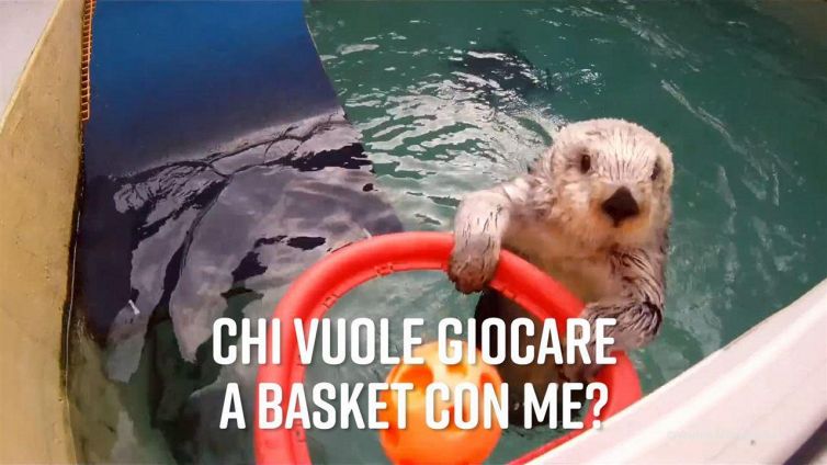 Eddie, la lontra più vecchia del mondo