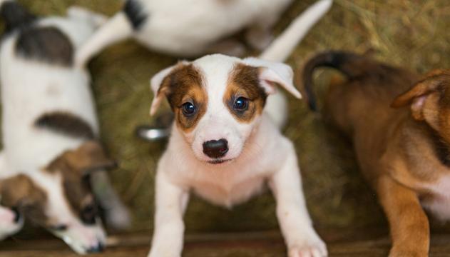 10 cose da sapere prima di adottare un cane al canile