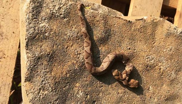 L'incredibile serpente (velenoso) a due teste