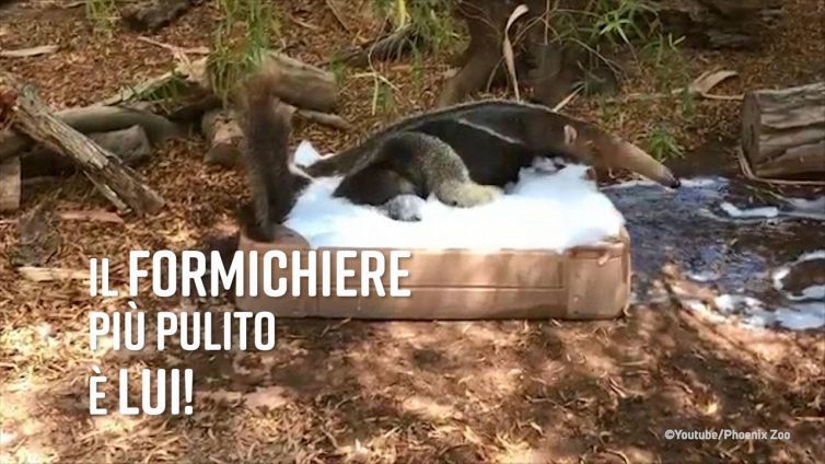 Un formichiere 'a bagno': quanto divertimento!