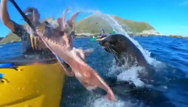 L'incredibile gesto della foca