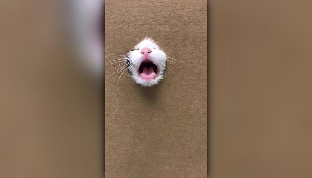 Questo gattino vi cambierà la giornata