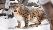 L'incredibile caccia del leopardo delle nevi (con volo di 120 metri)