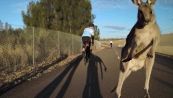Scontro da non credere: il ciclista 'sbatte' sul canguro