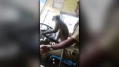 Autobus da non credere: c'è una scimmia al volante