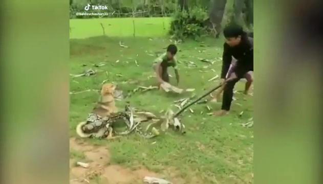 Bambini salvano cane dal boa