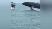 Il tuffo della balena: brividi per i turisti