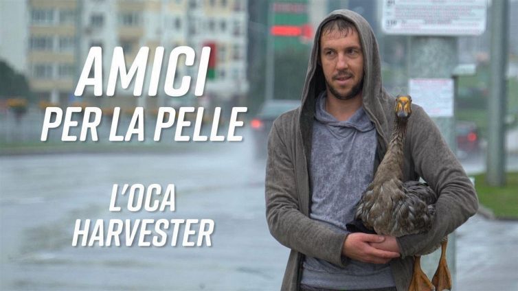 La mia migliore amica? Un'oca di nome Harvester