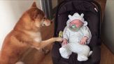 Il cane che culla il bimbo vi commuoverà