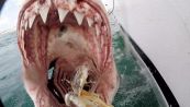 L'attacco dello squalo da brividi: la bocca è impressionante