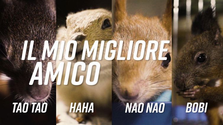 Scoiattoli e marmotte per amici: la storia di Liu