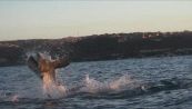 L'incredibile attacco dello squalo fuori dall'acqua