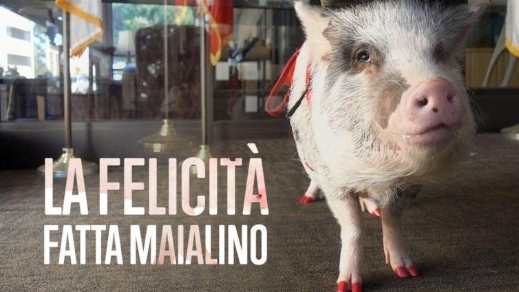 Lilou: quando la felicità arriva in forma di maialino