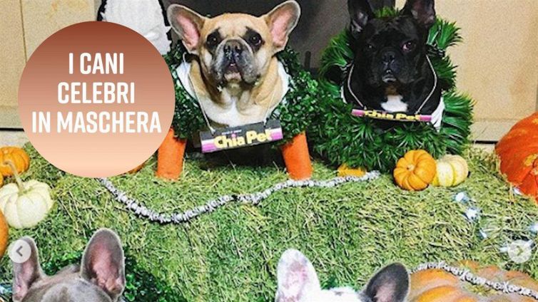 I cani dei vip: ecco quali sono stati i migliori di Halloween