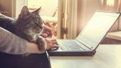 Perché sui social i gatti piacciono di più dei cani?