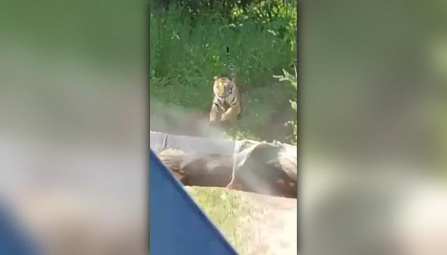 Panico al safari: la tigre dà la caccia ai turisti