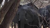 Elefanti senza zanne, il Dna li 'salva'