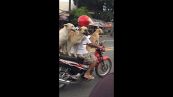 In moto con tre cani: l'equilibrio è perfetto