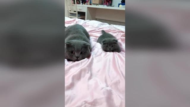 Tale padre, tale figlio: il gattino copia le mosse di papà gatto