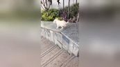 Questo cagnolino adora scivolare sul corrimano