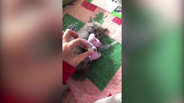 Il gattino è geloso del topo e nessuno deve toccarlo