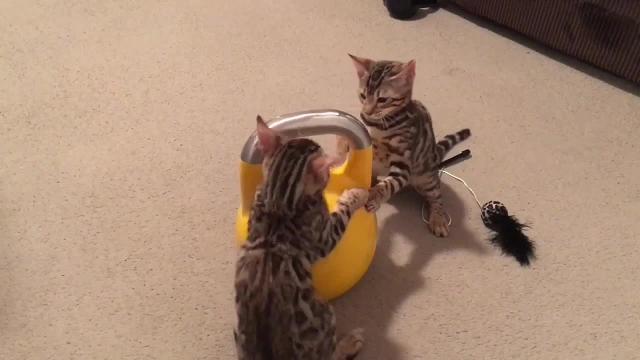 I gattini si tengono in forma con i pesi